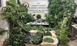 Polis havadan iz sürdü: Tütünlerin arasında 502 kök kenevir ele geçti