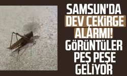 Samsun'da dev çekirgeleri gören telefona sarılıyor!