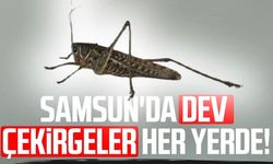 Samsun'da dev çekirgeler her yerde!