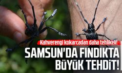 Kahverengi kokarcadan da tehlikeli! Samsun'da fındık için yeni tehdit