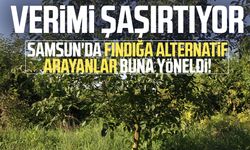 Samsun'da Amerikan tipi ceviz üretiminde artış