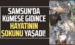 Samsun’da kümese girdiler, 16 tavuğu telef ettiler!