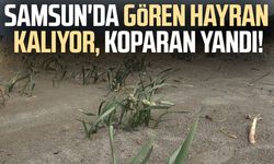 Alaçam'da kum zambakları koruma altında: Cezası 699 bin TL
