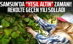 Yeşil altında orta kesim hasadı başladı: Samsun'da 115 bin ton fındık bekleniyor