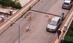 Atakum'da başıboş köpek tedirginliği