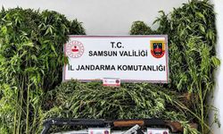 Jandarma tarlada ekili 756 kök kenevir ele geçirdi