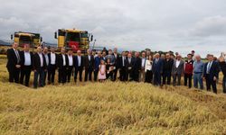 Samsun'da çeltik hasadı başladı: Aylar süren emek tarlada ürüne dönüştü