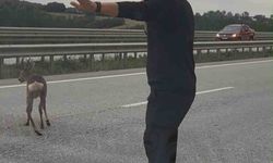 Yola düşen geyiğin yardımına koştu