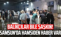 Karadeniz'de çifte bereket: Hem palamut hem hamsi bolluğu