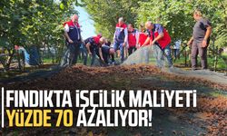 Fındık hasadında file sistemi maliyeti yüzde 70 azaltıyor, randımanı artırıyor