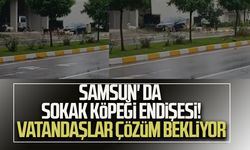 Samsun' da sokak köpeği endişesi! Vatandaşlar çözüm bekliyor
