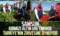 Bafra Ovası'nda 'kırmızı altın'da hasat başladı: Şehre 4 milyar TL katkı