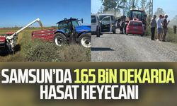 Bafra Ovası'nda 165 bin dekar alanda çeltik hasadı başladı