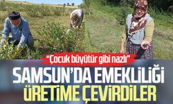 Samsun’da emekli çift aronya bahçesiyle örnek oluyor