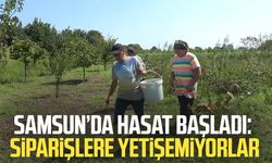 Bafra Ovası'nda aronya hasadı başladı