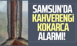 Samsun’da kahverengi kokarca alarmı!