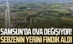 Türkiye'nin verimli ovasında acı değişim: Sebze tarlalarının yerini kavak ve fındık ağaçları aldı