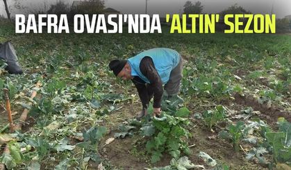 Bafra Ovası'nda 'altın' sezon