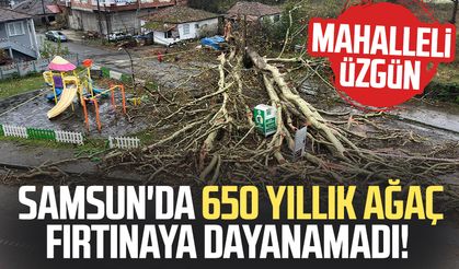 Samsun'da 650 yıllık ağaç fırtınaya dayanamadı!