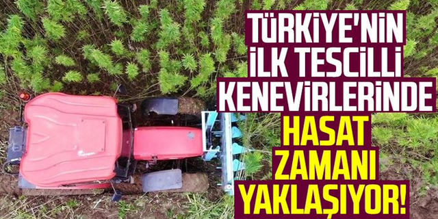 Samsun'da, Türkiye'nin ilk tescilli kenevirlerinde hasat zamanı yaklaşıyor!