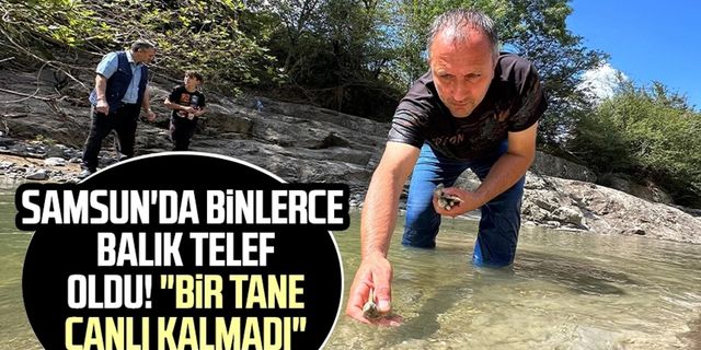 Samsun'da binlerce balık telef oldu! "Bir tane canlı kalmadı"
