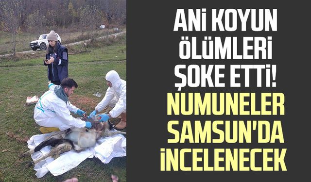 Karadeniz'de ani koyun ölümleri şoke etti! Numuneler Samsun'da incelenecek