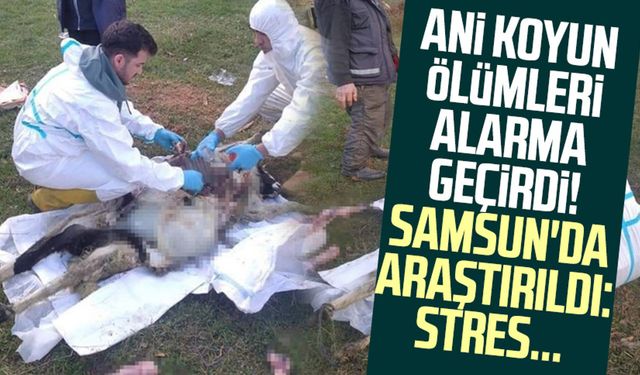 Ani koyun ölümleri alarma geçirdi! Samsun'da araştırıldı: Stres...