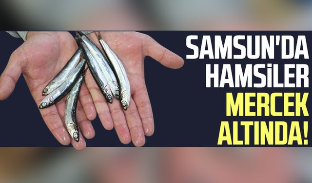 Samsun'da hamsiler mercek altında!