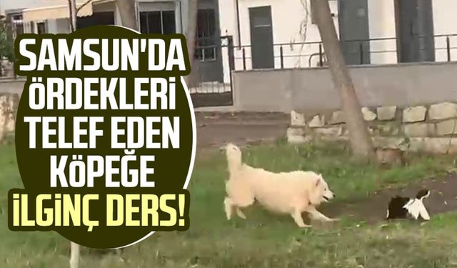 Samsun'da ördekleri telef eden köpeğe ilginç ders!