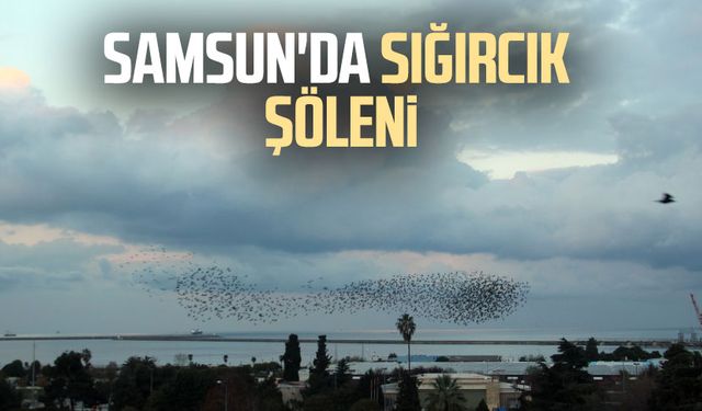 Samsun'da sığırcık şöleni