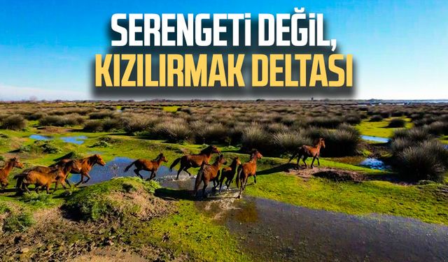 Serengeti değil, Kızılırmak Deltası