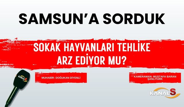 Samsun'a sorduk: Sokak hayvanları tehlike arz ediyor mu?