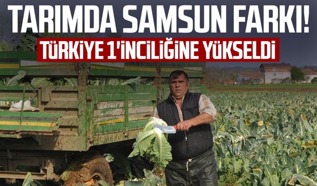 Tarımda fark yaratıyor! Samsun bir üründe daha Türkiye birincisi oldu