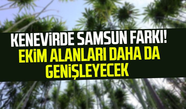 Kenevirde Samsun farkı! Ekim alanları daha da genişleyecek