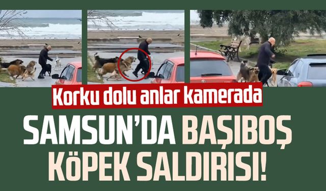 Samsun Atakum sahilinde başıboş köpek saldırısı! Korku dolu anlar kamerada