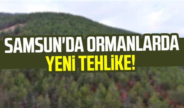 Samsun'da ormanlarda yeni tehlike! Neredeyse her ağaçta var