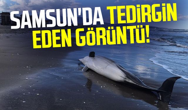 Samsun'da tedirgin eden görüntü!