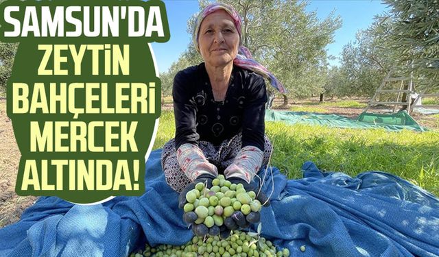 Samsun'da zeytin bahçeleri mercek altında!