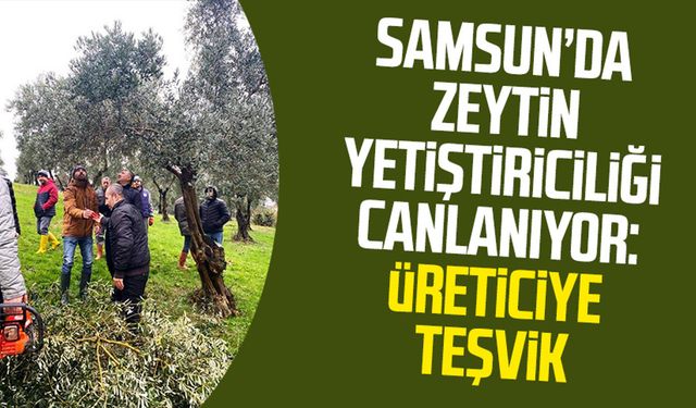 Samsun'da zeytin yetiştiriciliği canlanıyor: Üreticiye teşvik