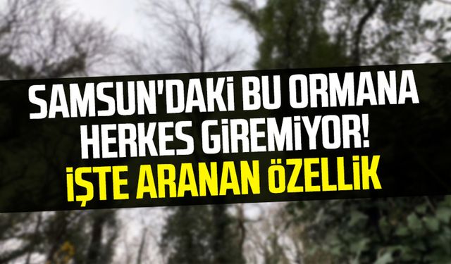 Samsun'daki bu ormana bilim insanı olmayan giremiyor!