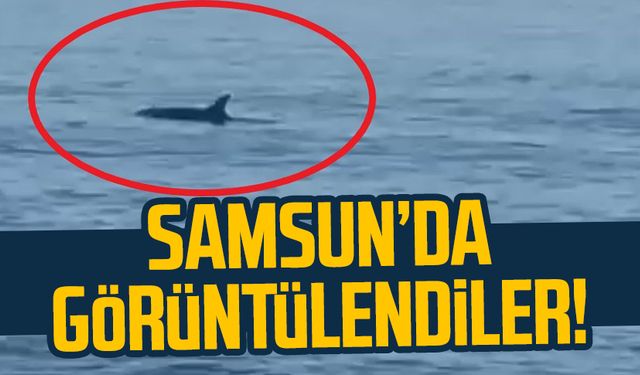 Samsun'da yunuslar görüntülendi!