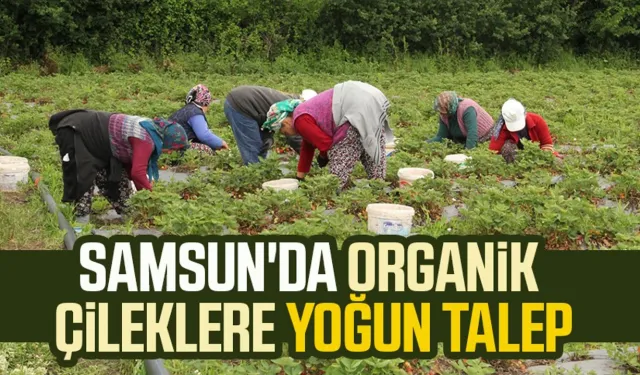 Samsun'da organik çileklere yoğun talep
