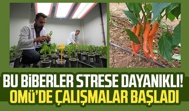 Bu biberler strese dayanıklı! Samsun OMÜ'de çalışmalar başladı