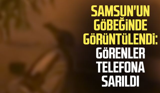 Samsun'un göbeğinde yemek ararken görüntülendi: Gören telefona sarıldı