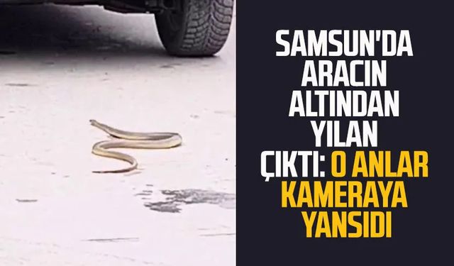 Samsun'da aracın altından yılan çıktı: O anlar kameraya yansıdı