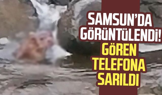 Samsun'da görüntülendi! Gören cep telefonuna sarıldı