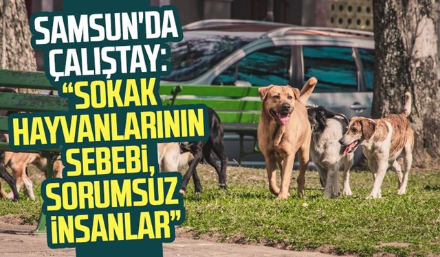 Samsun'da çalıştay: “Sokak hayvanlarının sebebi, sorumsuz insanlar”