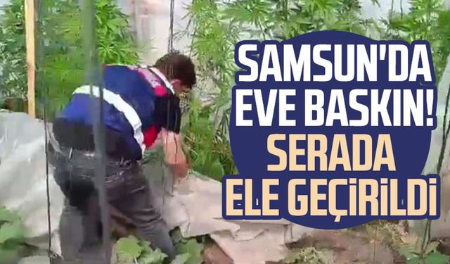 Samsun'da eve baskın! Serada ele geçirildi