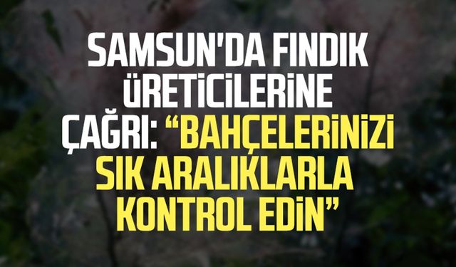 Samsun'da fındık üreticilerine çağrı: "Bahçelerinizi sık aralıklarla kontrol edin"