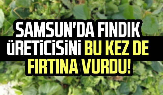 Samsun'da fındık üreticisini bu kez de fırtına vurdu!